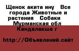 Щенок акита ину - Все города Животные и растения » Собаки   . Мурманская обл.,Кандалакша г.